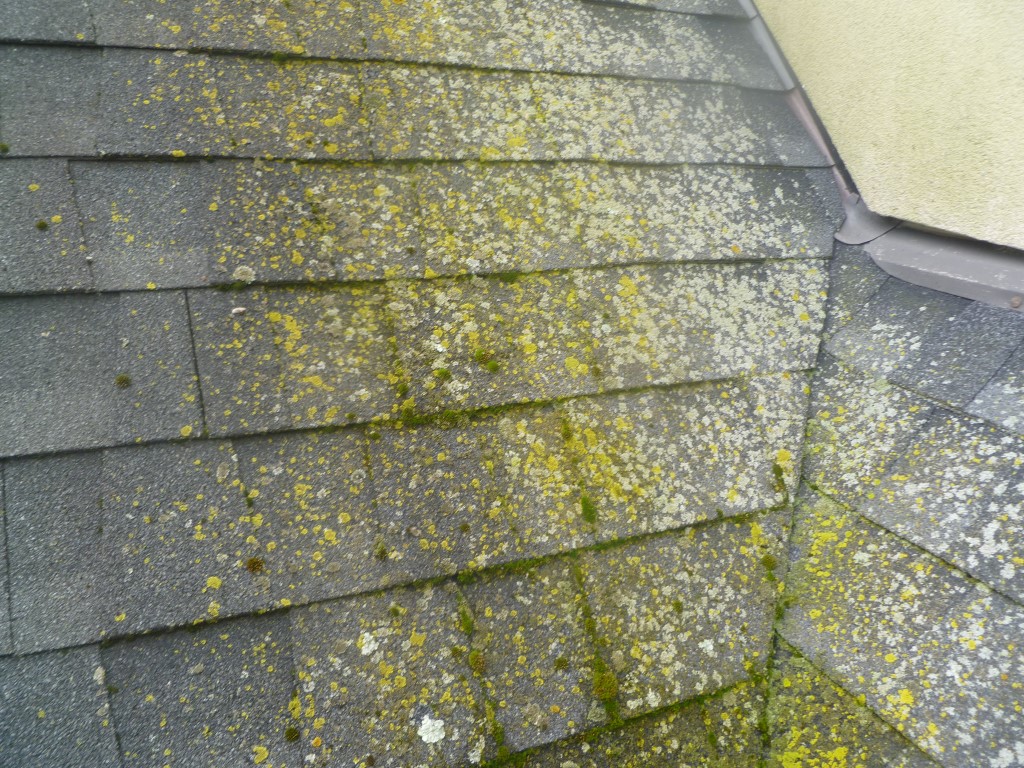 Toronto Roofing-Algae Growth-shingle moss growth 1