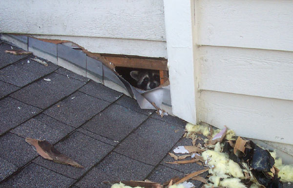 raccoon-roof-damage-Toronot-Roofing