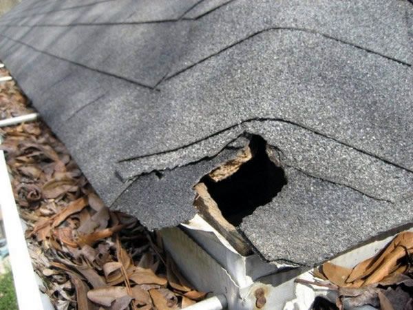 squirrel-roof-Toronto-Roofing-animal-damage